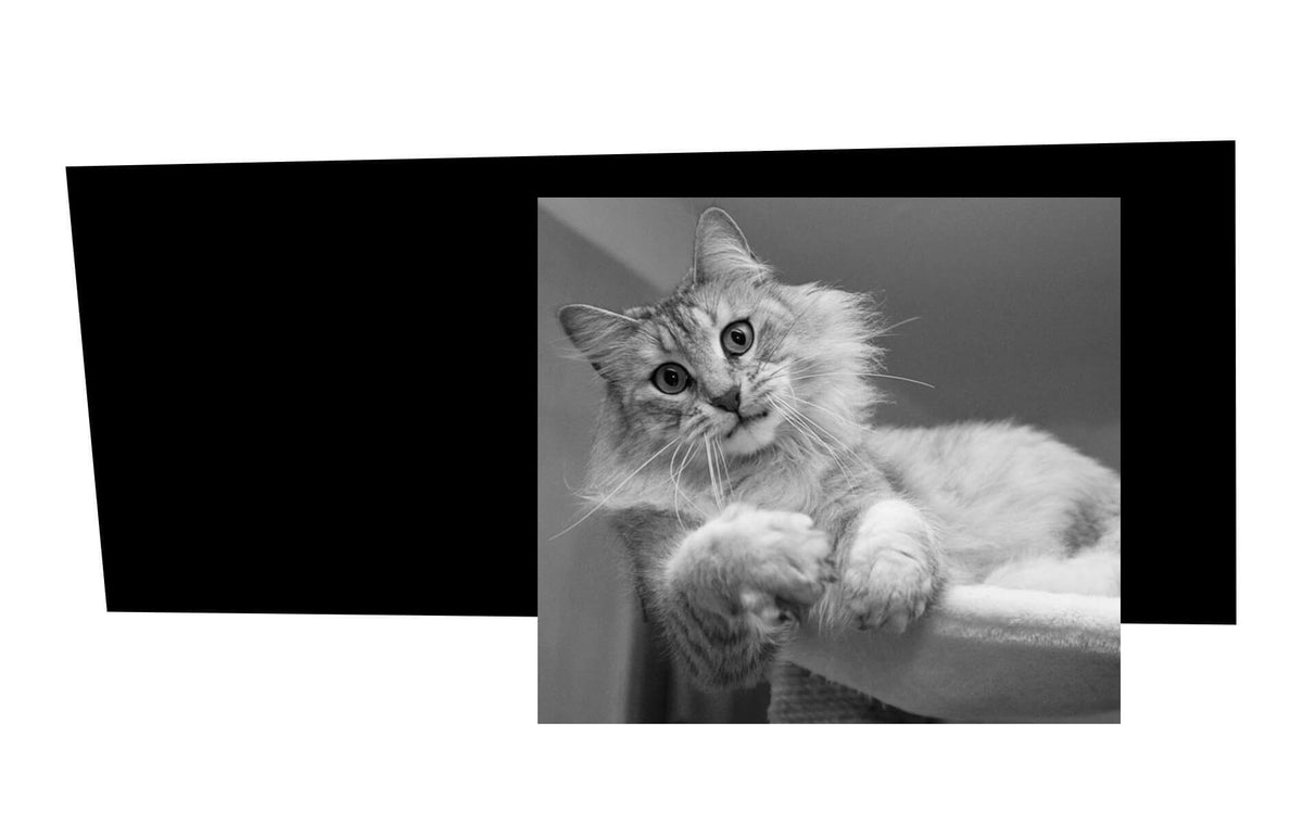 Werkstattkater Rysiek in der Hockerhelden Manufaktur